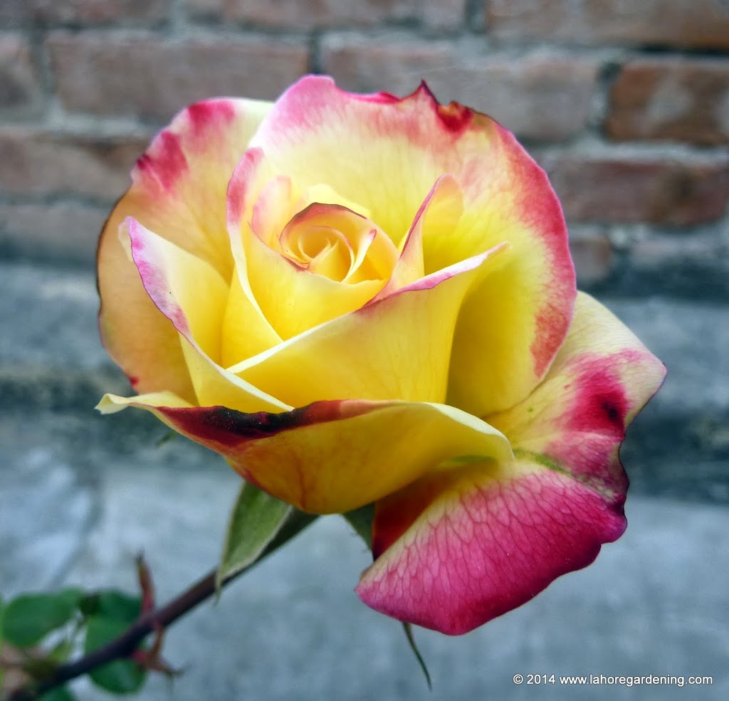 Double delight Tips on Growing Roses