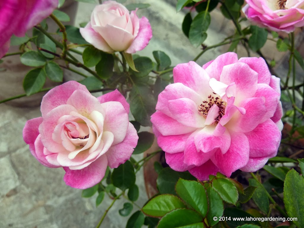 Pink iceberg Tips on Growing Roses