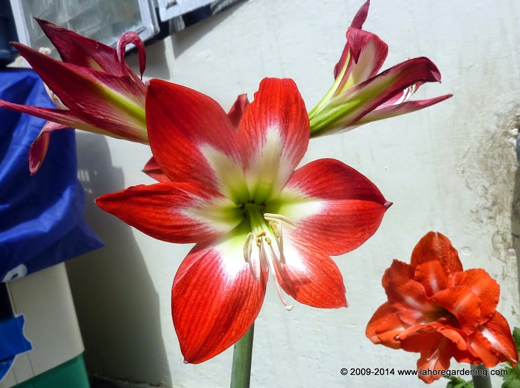 Amaryllis Tres Chick Spring Flowers on my rooftop garden in Lahore 