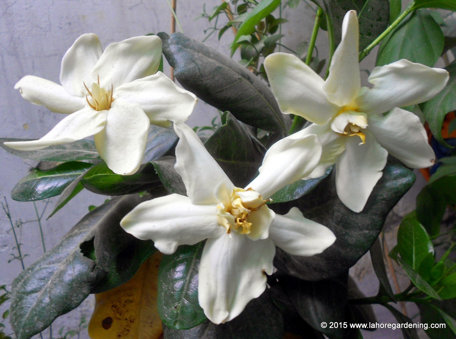 gardenia tietensis
